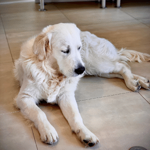 Ver'optic - Opticien Bry-sur-Marne